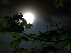 JUX-369 Passionate Nights-A Brunette's Deep Kisses & Forbidden Desires