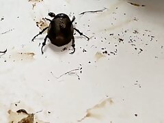 InShot_20210624_023759623 Naughty Karen Kisaragi-Intense Blowjob & Hardcore Fuck Session